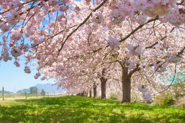 天気の良い桜並木の風景